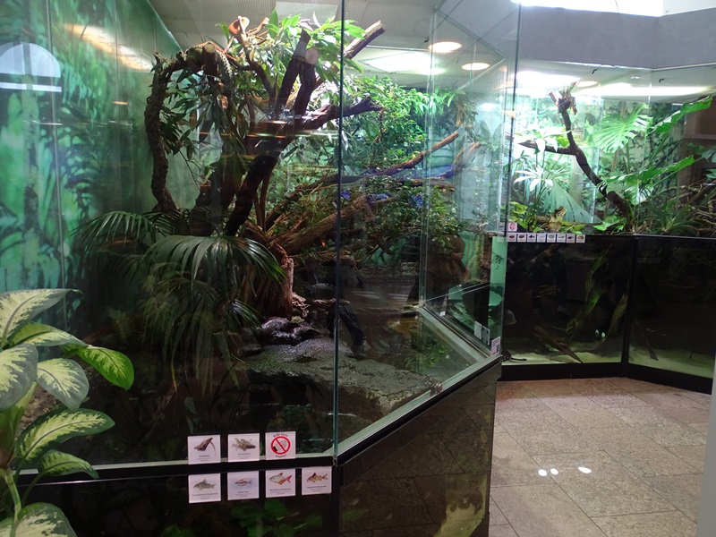 South-American mixed species paludarium #1