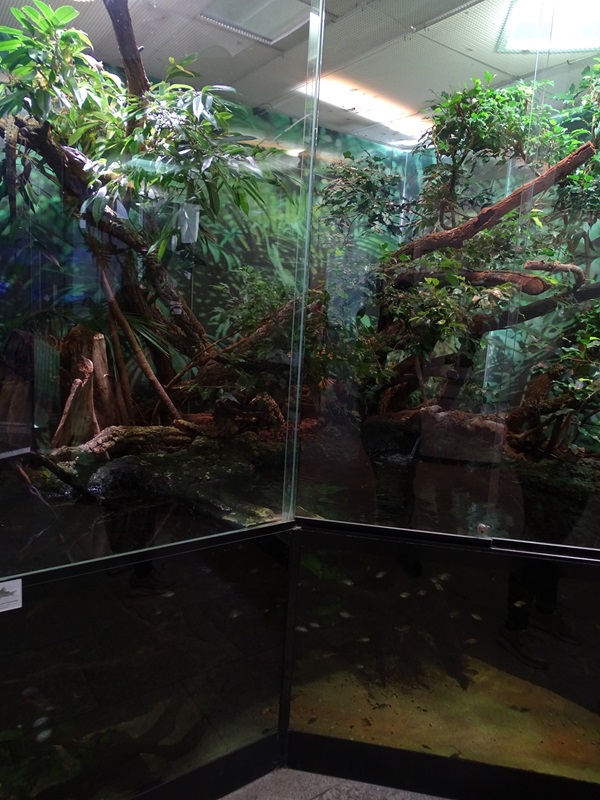 South-American mixed species paludarium #1