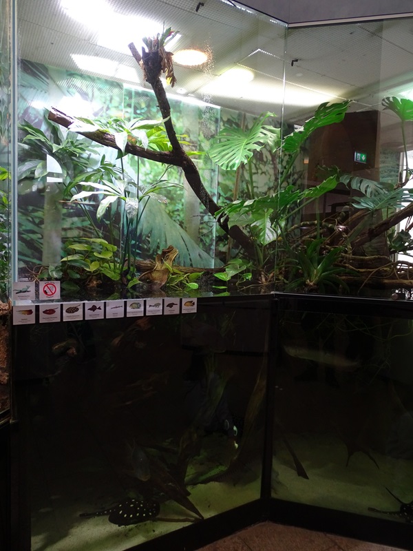 South-American mixed species paludarium #2