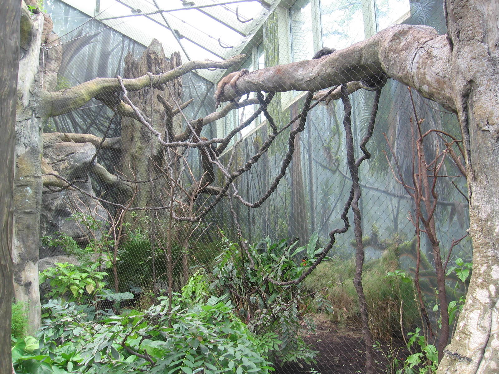 South American Monkey Exhibit:Rainforest Exhibit