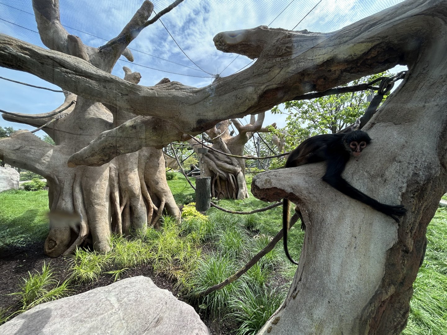 South American Monkey Exhibit - Tropical Forests