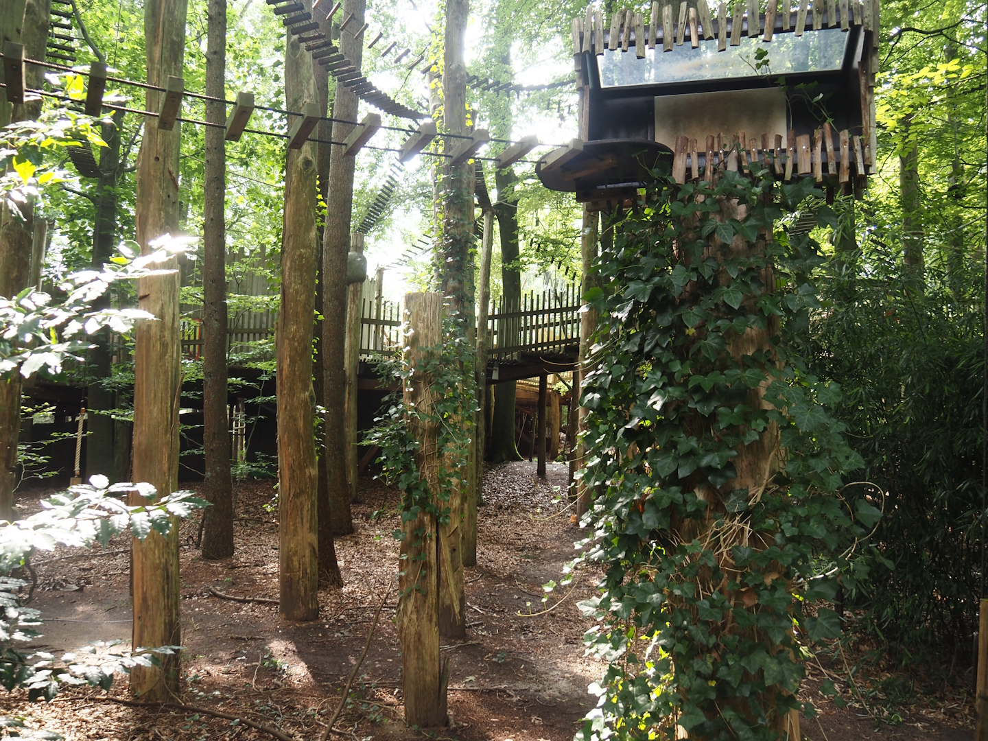 South American monkey walk-through area - forest area between parts of the monkey tree-top path, 2024-08-18