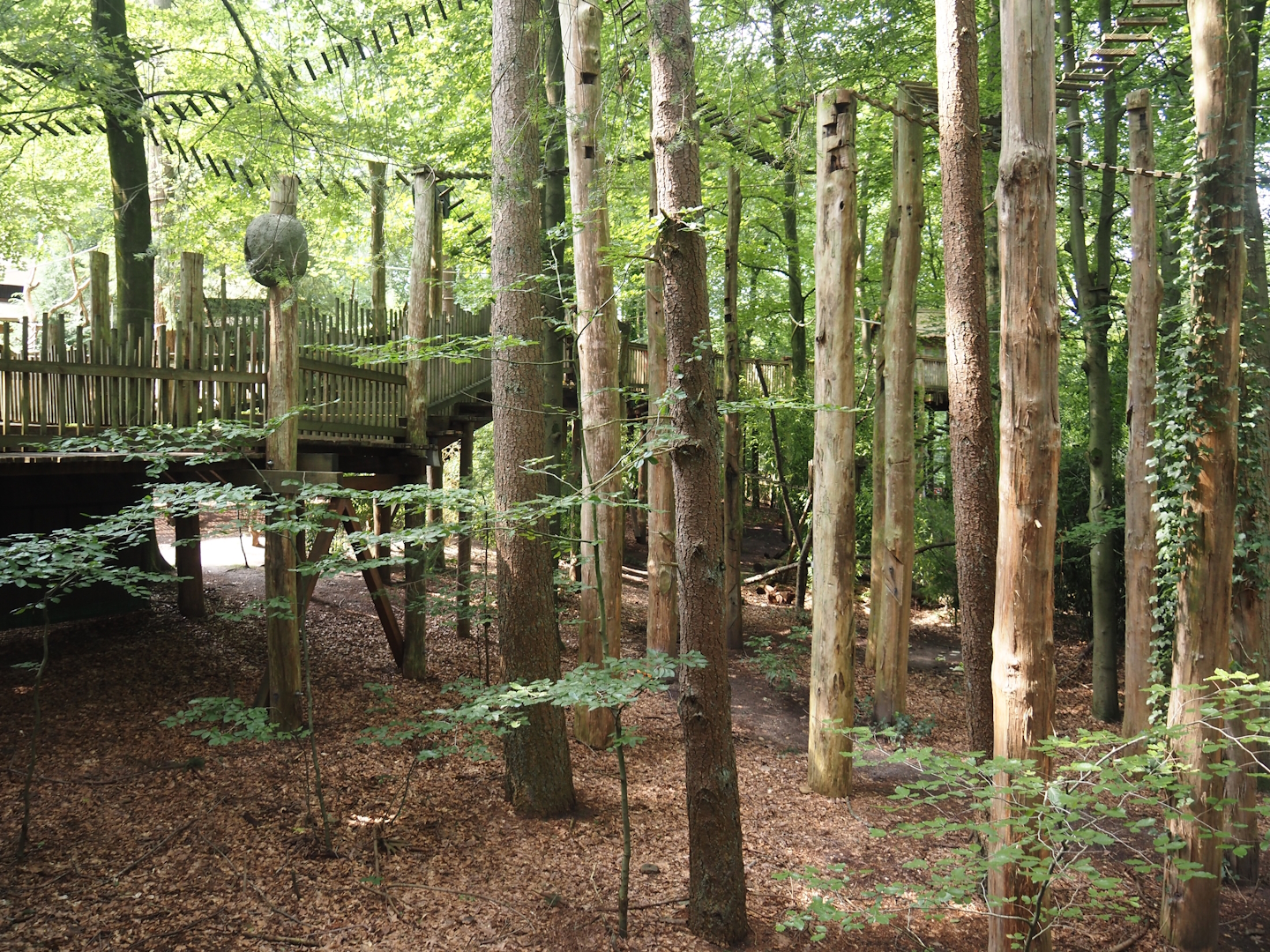 South American monkey walk-through area - forest area between parts of the monkey tree-top path, 2024-08-18