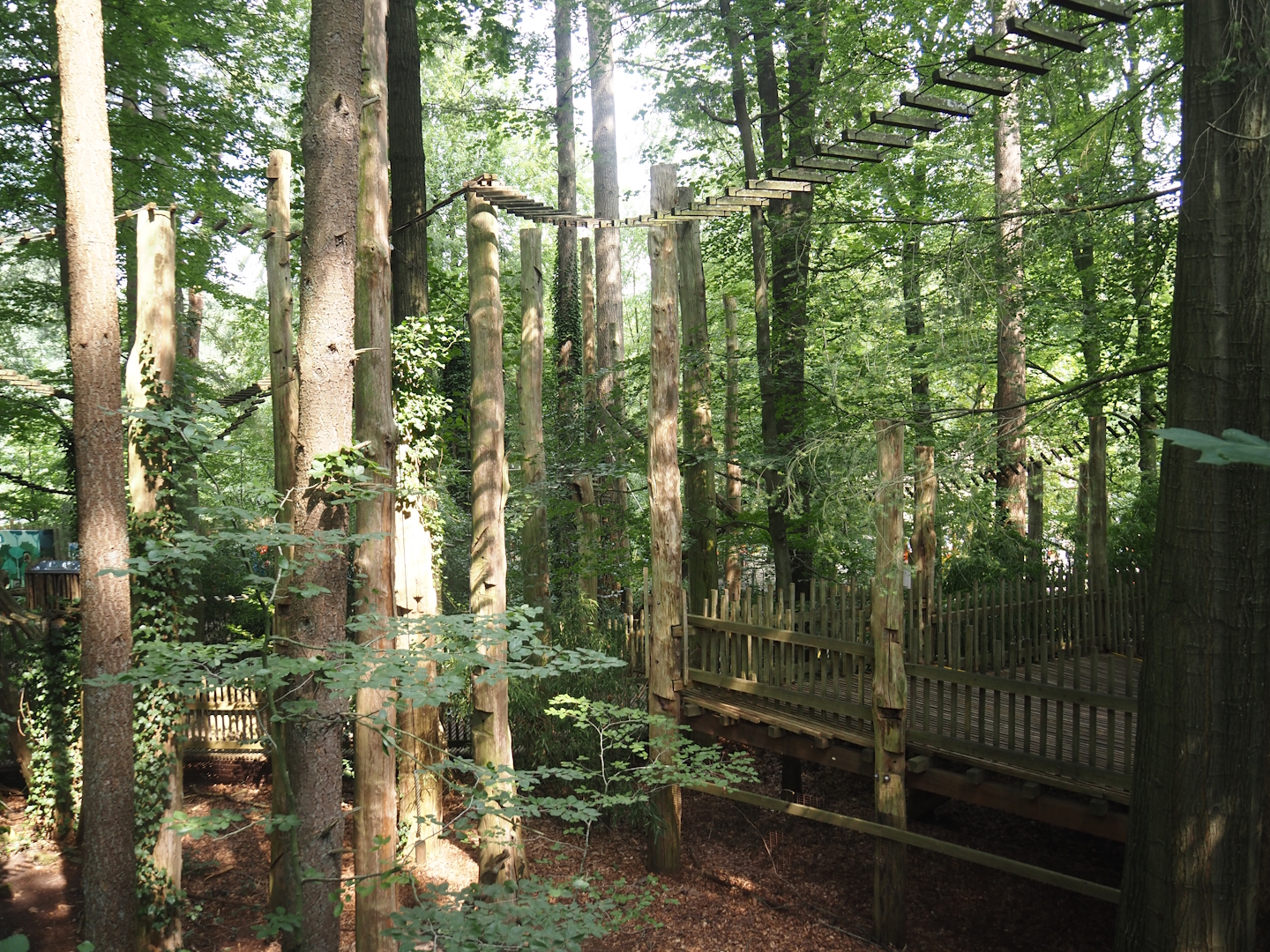 South American monkey walk-through area - forest area between parts of the monkey tree-top path, 2024-08-18