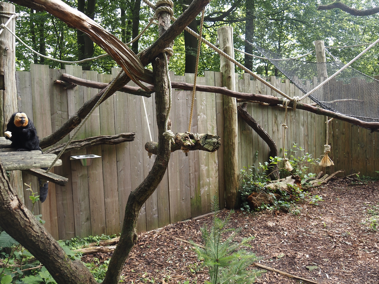 South American monkey walk-through area - Monkey area next to the monkey tree-top path, 2024-08-18