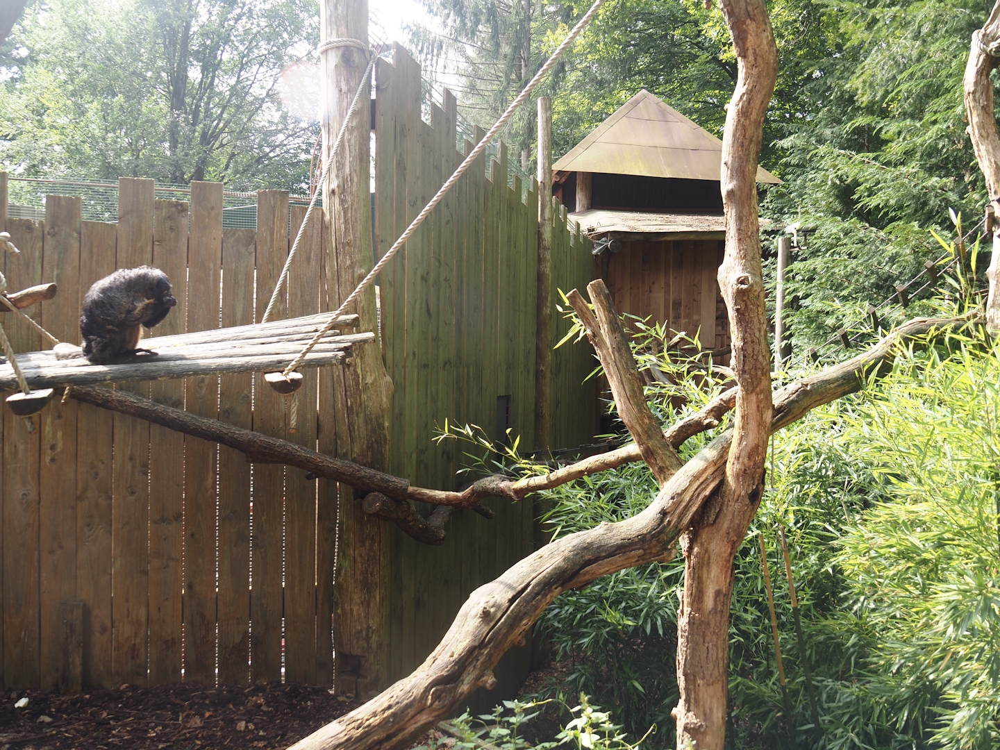 South American monkey walk-through area - Monkey area next to the monkey tree-top path, 2024-08-18