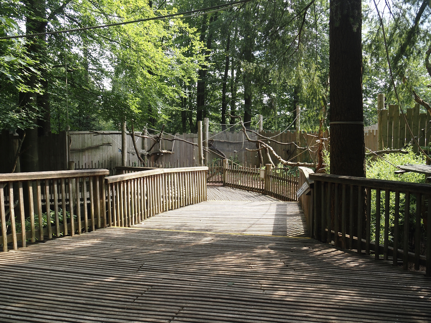 South American monkey walk-through area - Monkey tree-top path and monkey area next to it, 2024-08-18