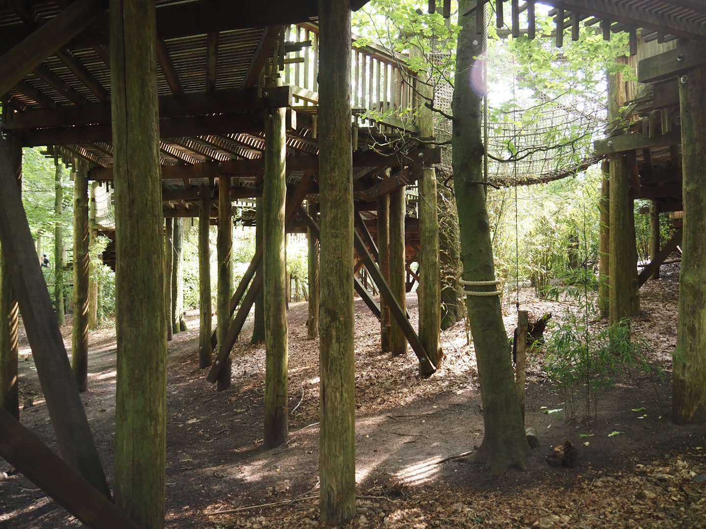 South American monkey walk-through area - View underneath the monkey tree-top path, 2024-08-18