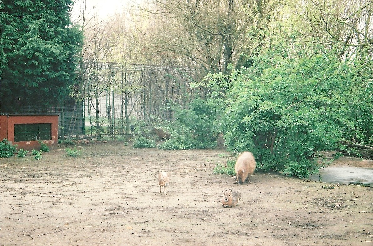 South American paddock 16th April 2004