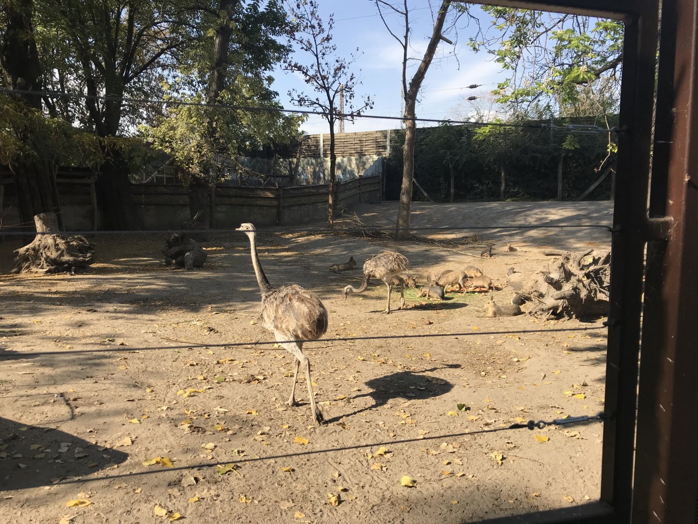 South American paddock 171018