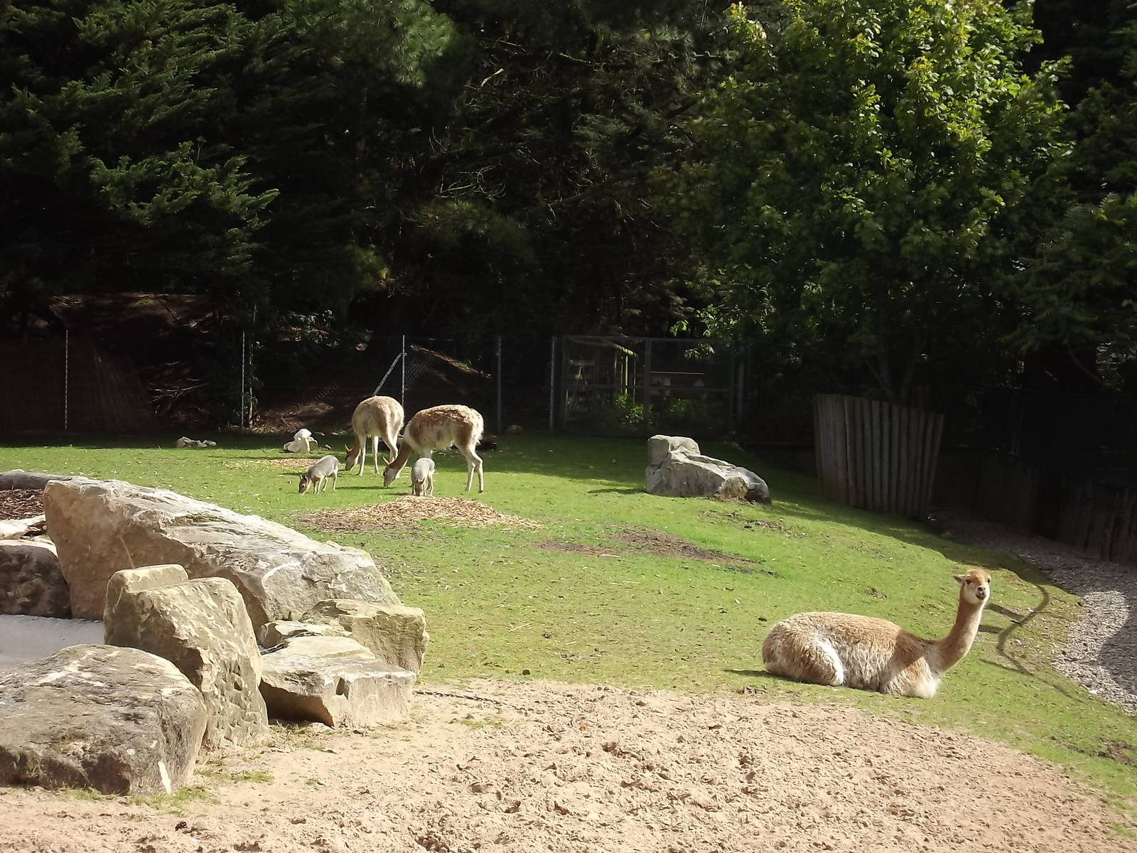 South American paddock at Blackpool Zoo 28/07/12