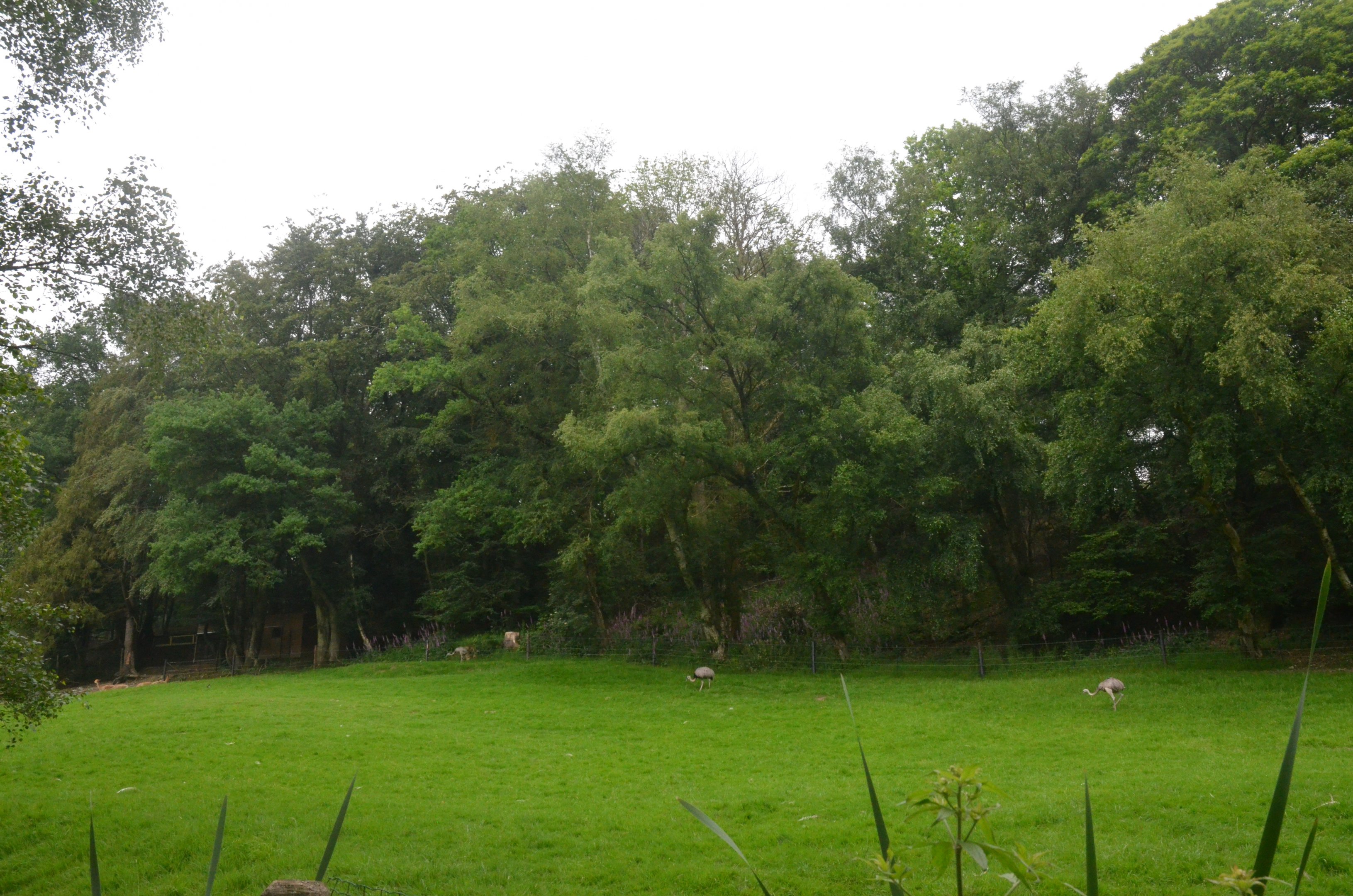 South American Paddock at CERZA, 10/06/18