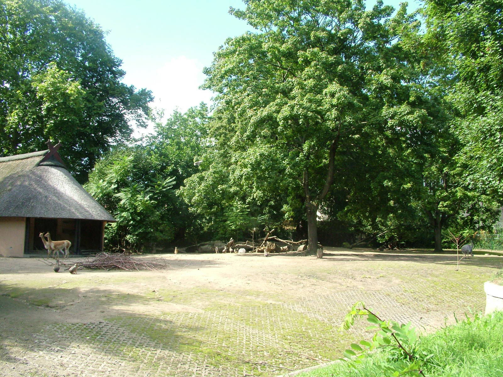 South American Paddock at Frankfurt 31/08/10