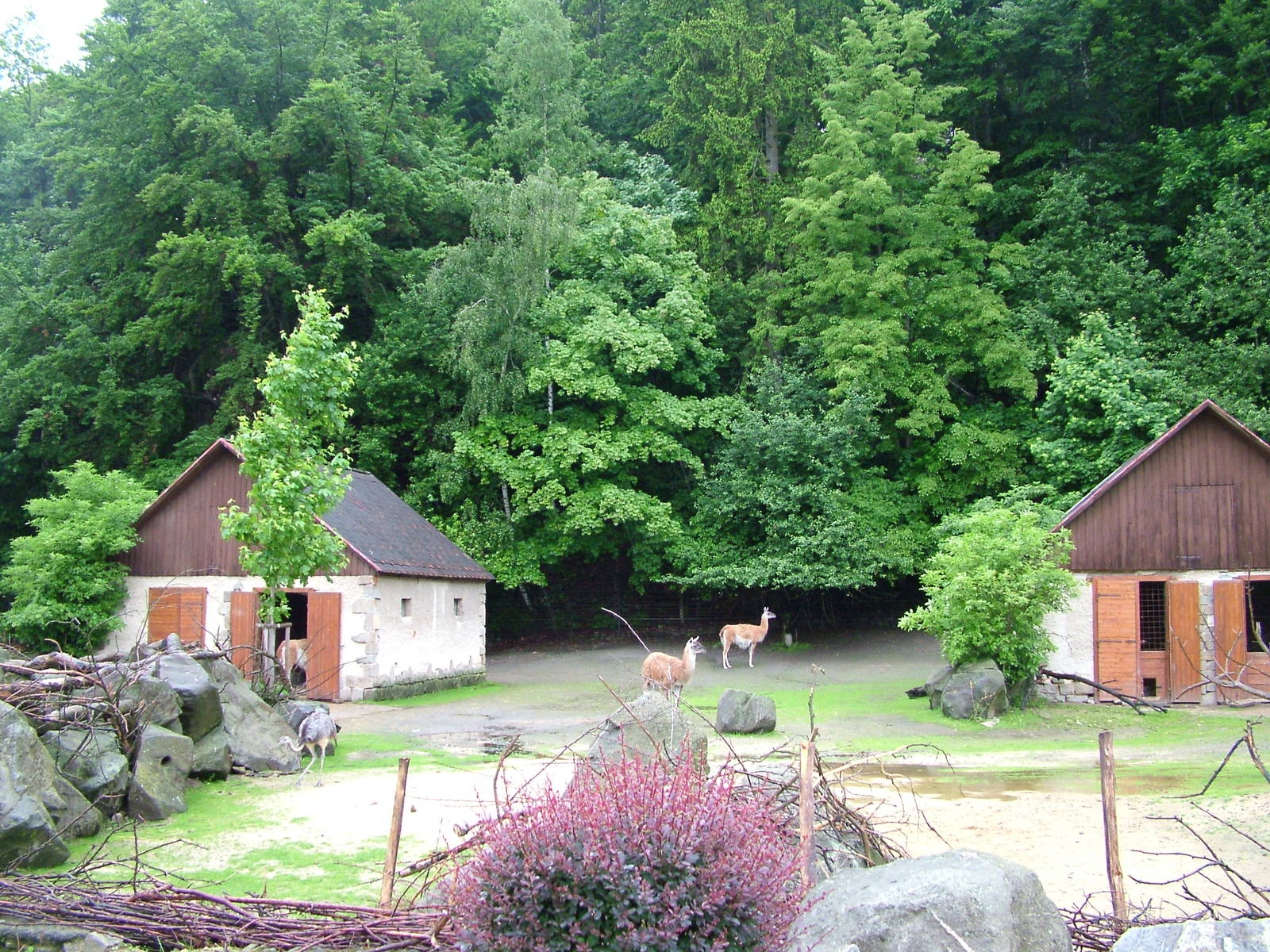 South American Paddock at Jihlava, 31/05/10