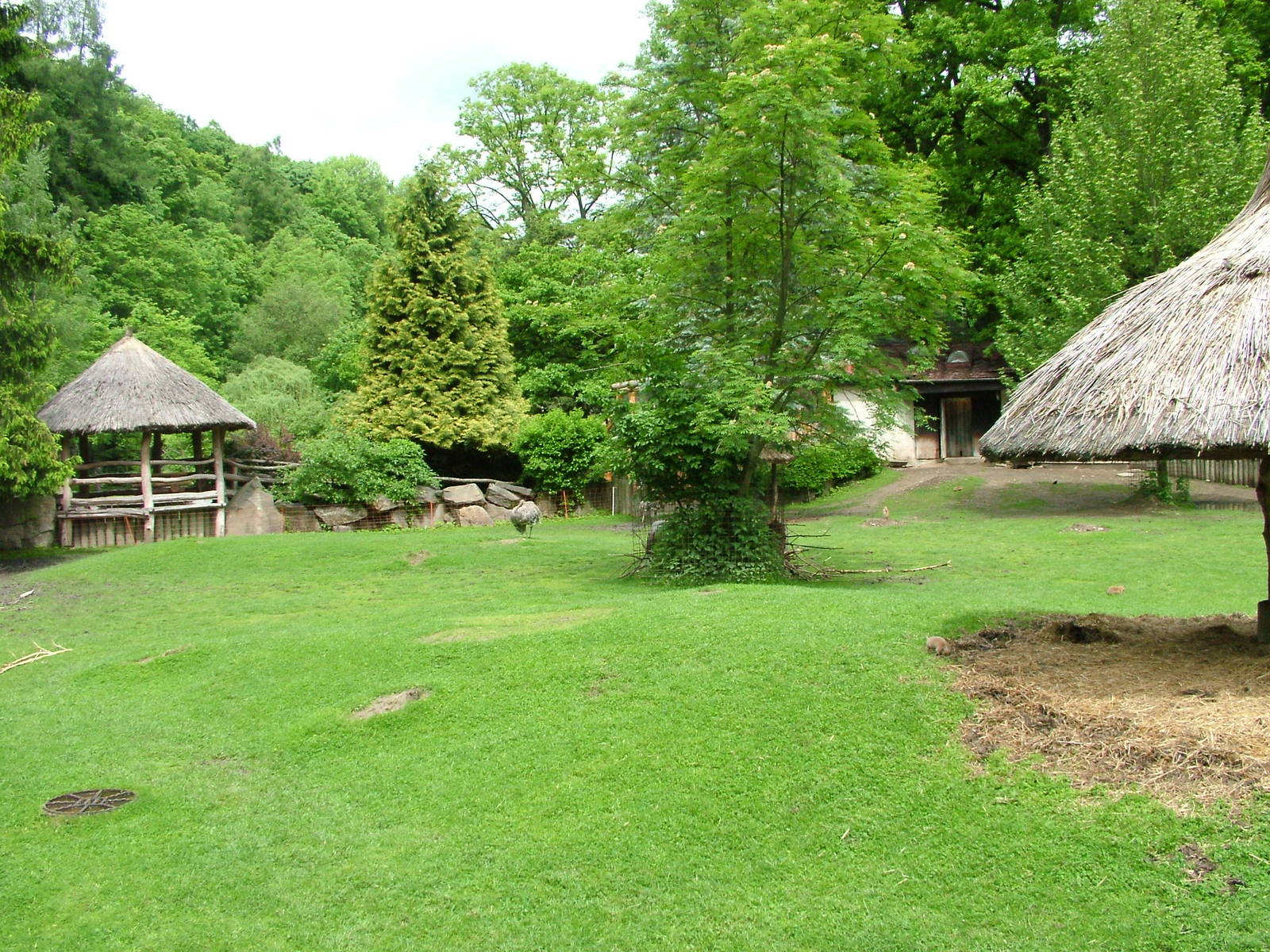South American paddock at Jihlava, 31/05/10