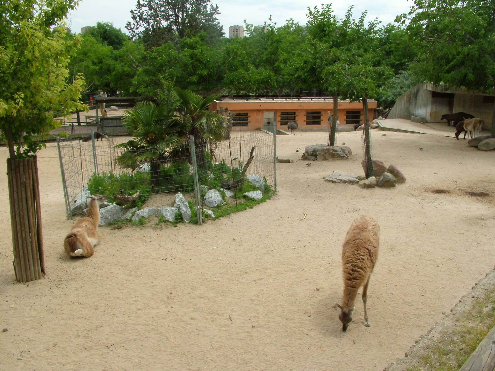 South American Paddock at Madrid Zoo Aquarium, 26/05/11