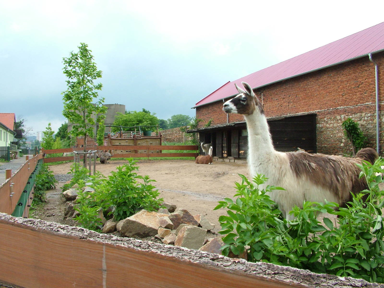 South American paddock at Vyskov, 30/05/10
