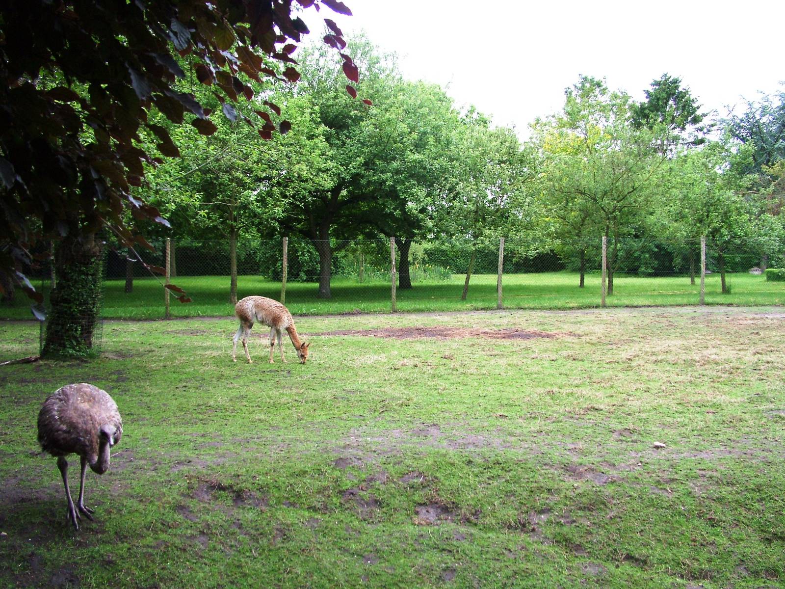 South American Paddock at Wissel Zoo, Epe, 01/06/12