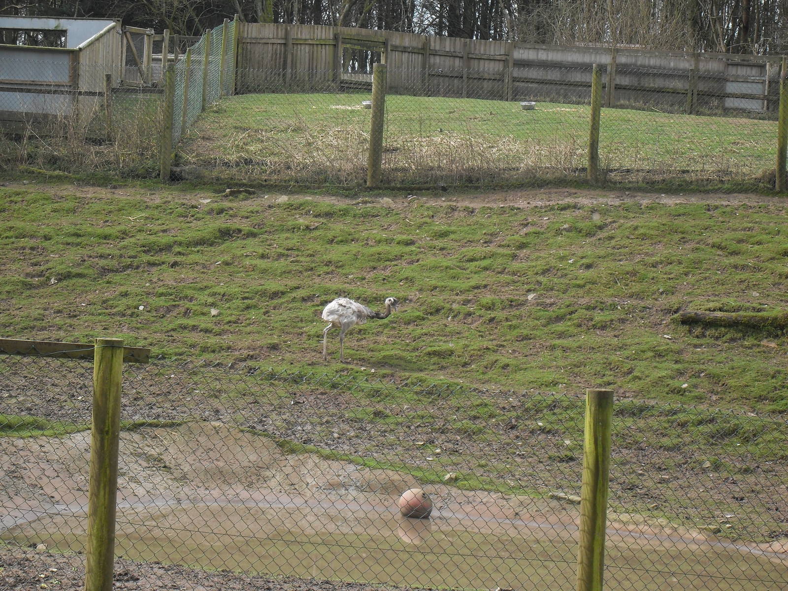 South American Paddock