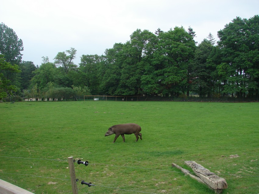 South american paddock