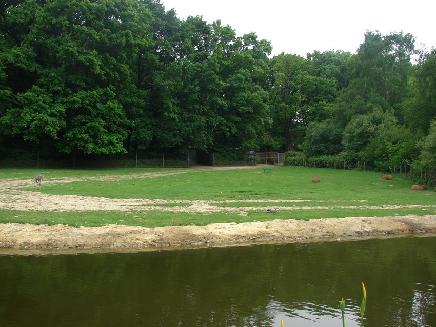 South american paddock