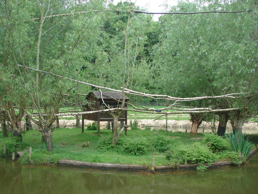 South american paddock
