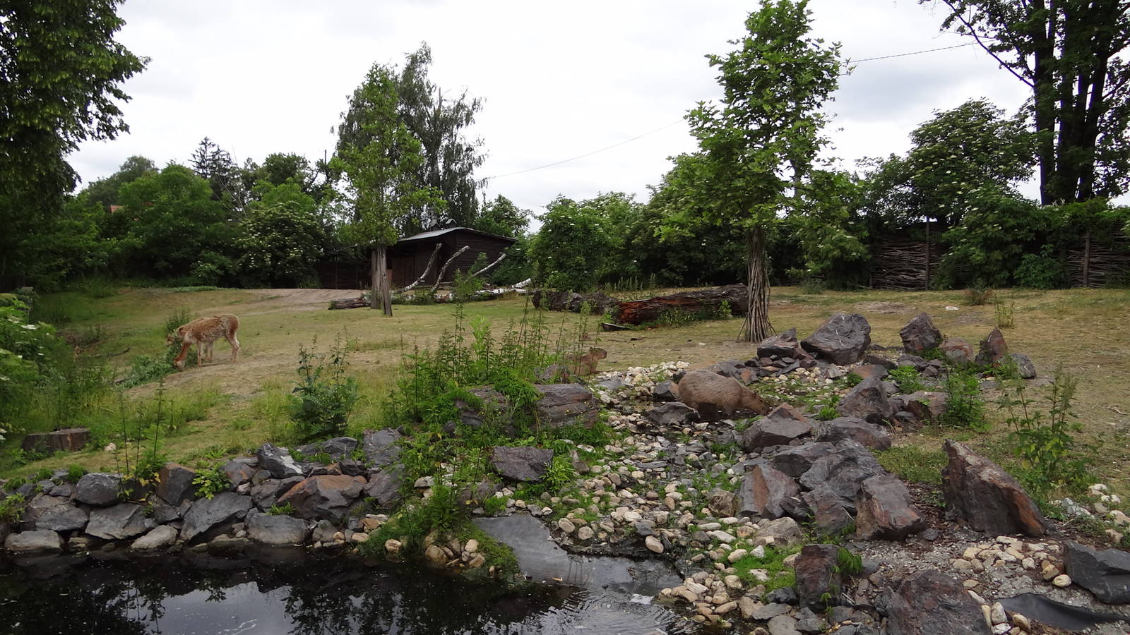 South American paddock