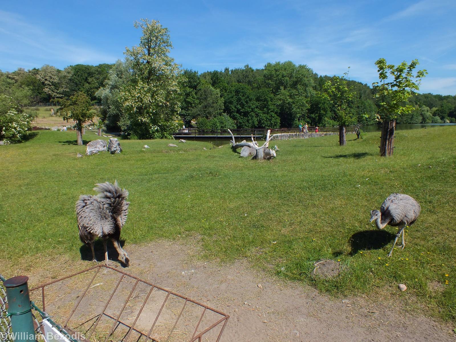 South American Paddock