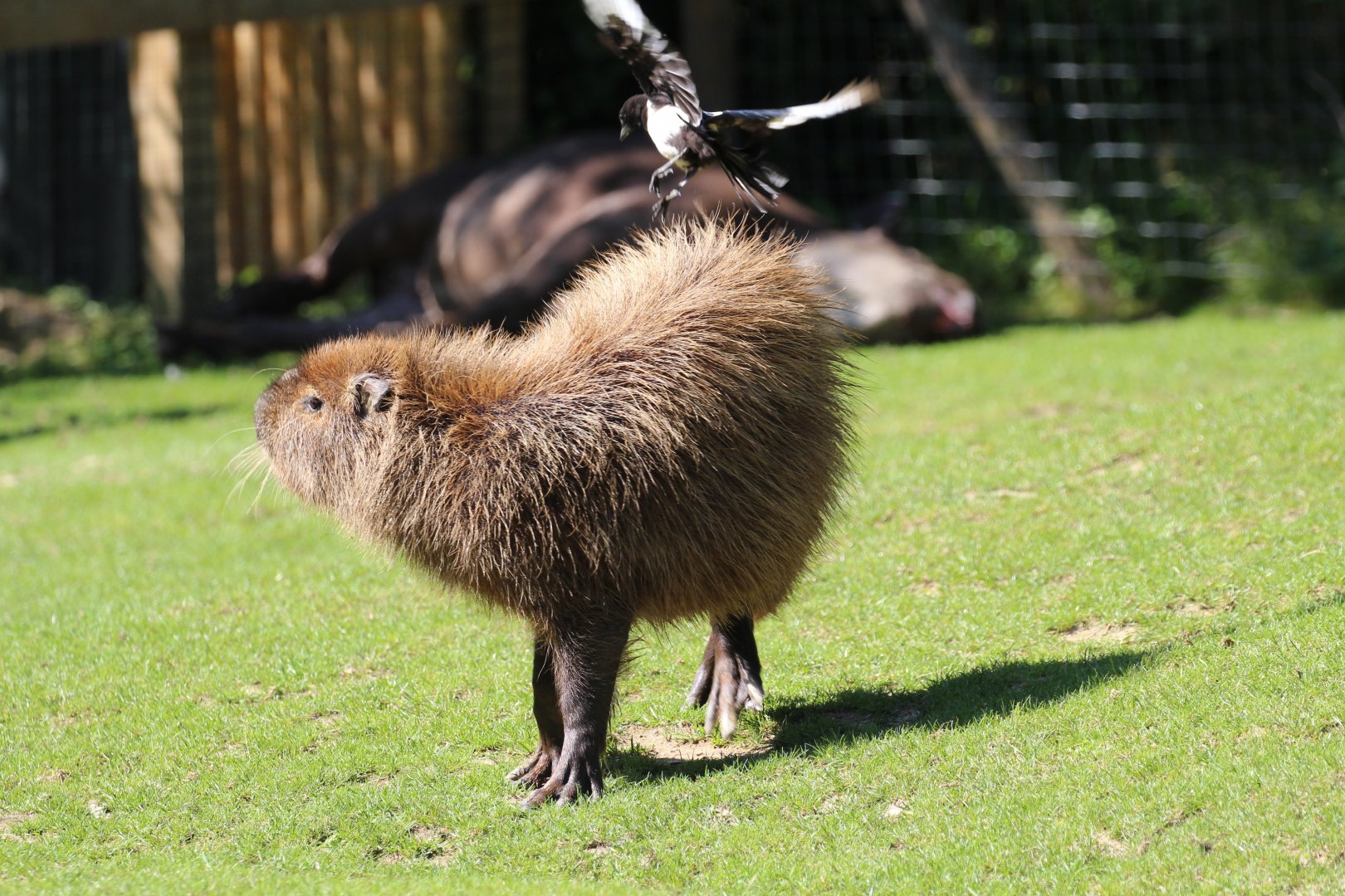 South American paddock
