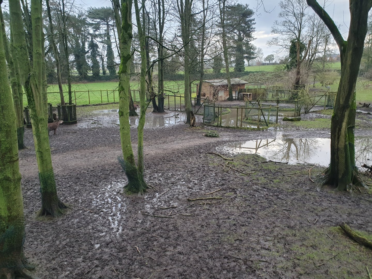 South American Paddock