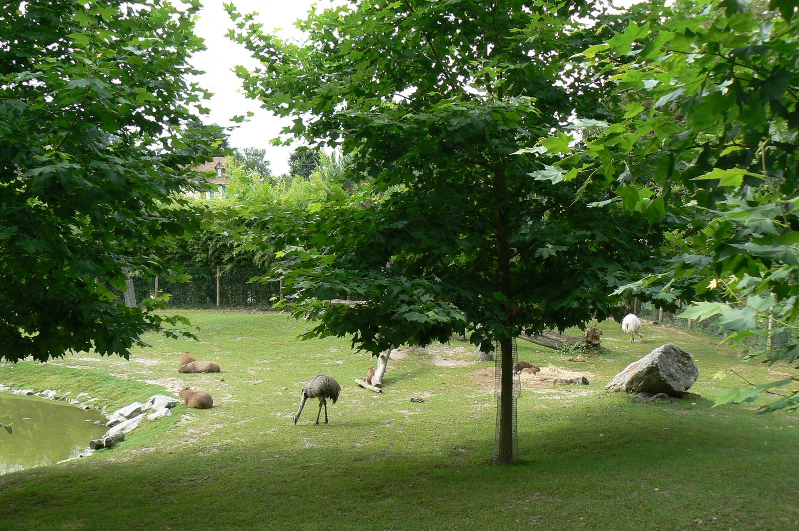 South american pampa exhibit - general views