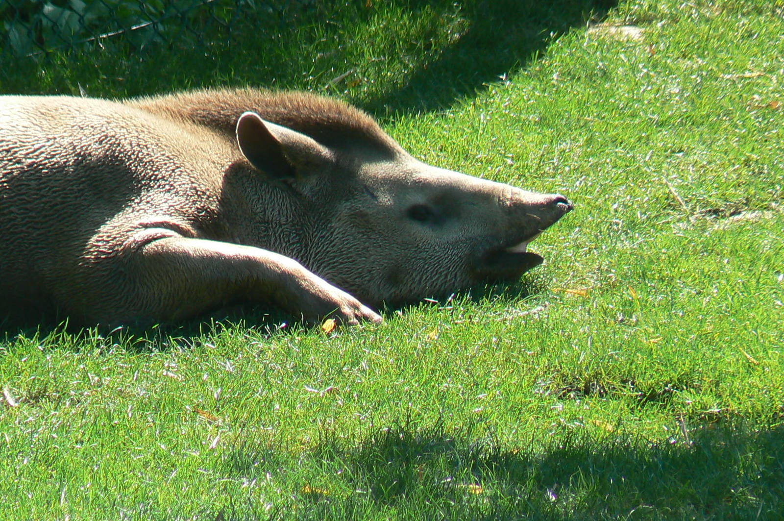 South american pampa exhibit