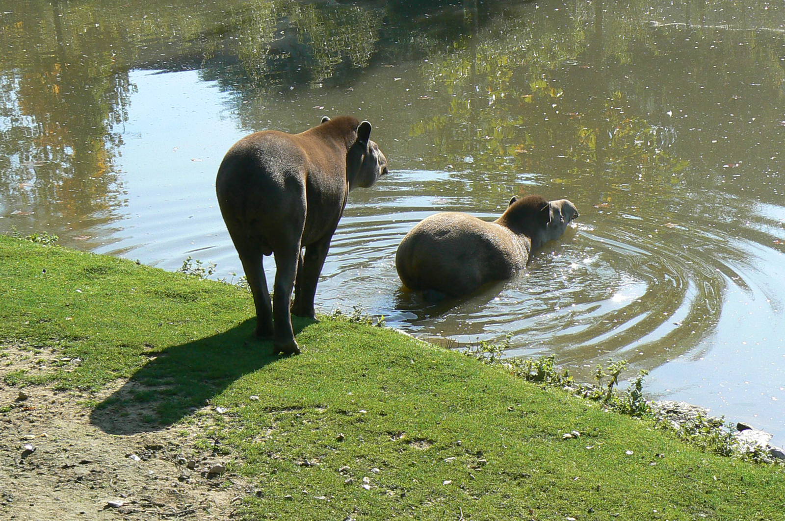 South american pampa exhibit