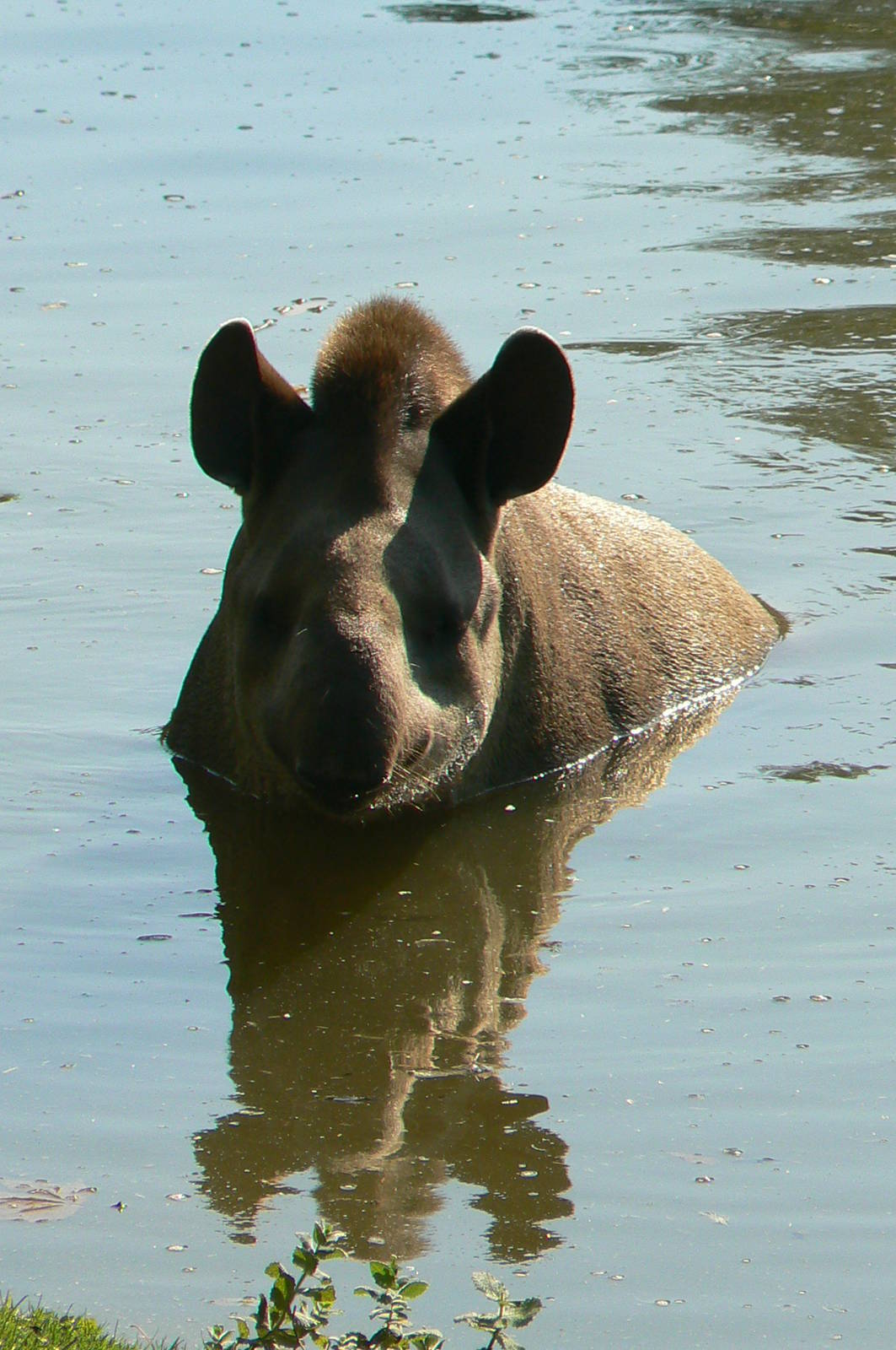 South american pampa exhibit