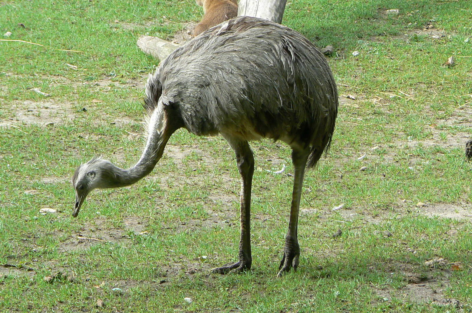South american pampa exhibit