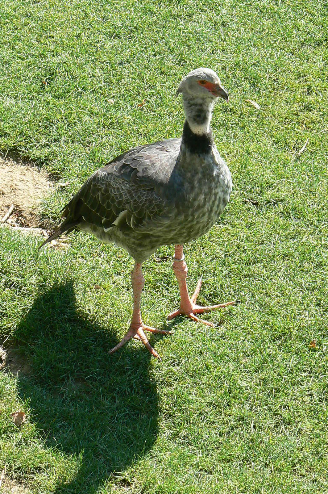 South american pampa exhibit