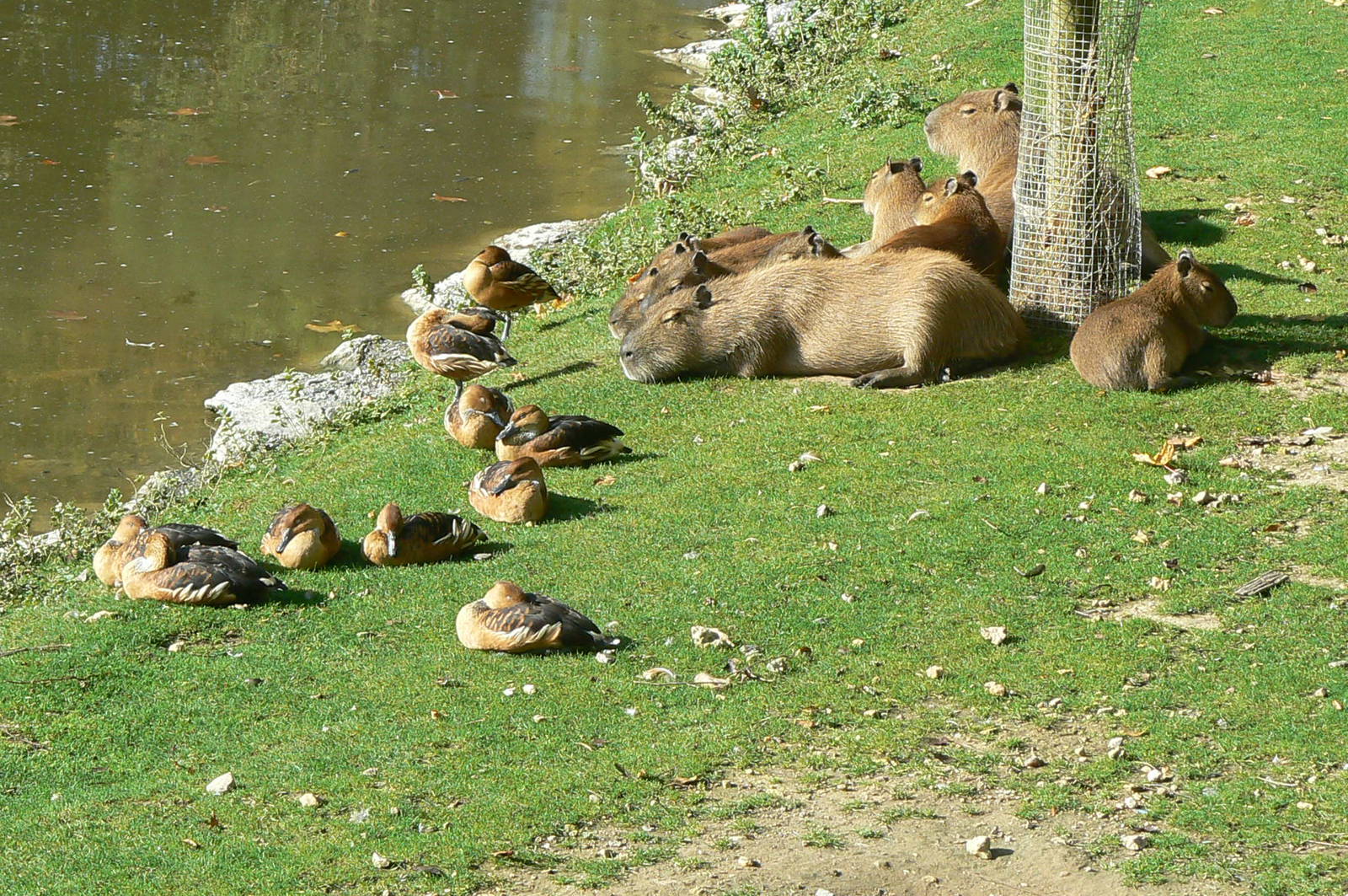 South-american pampa exhibit