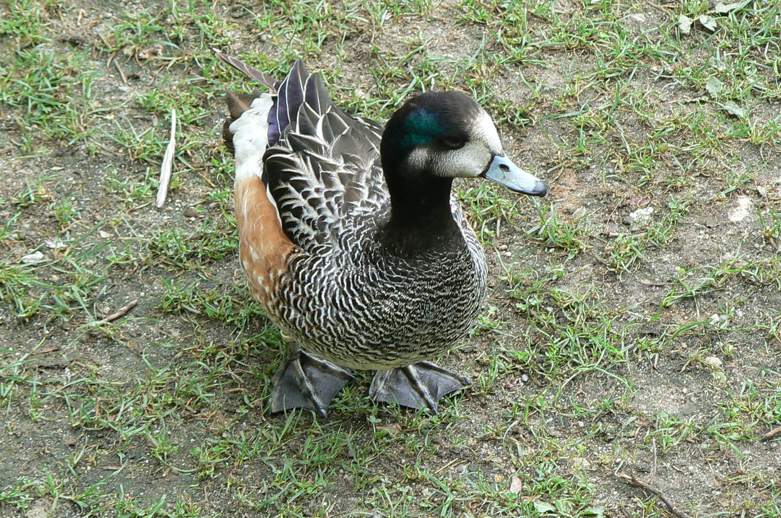 South-american pampa exhibit