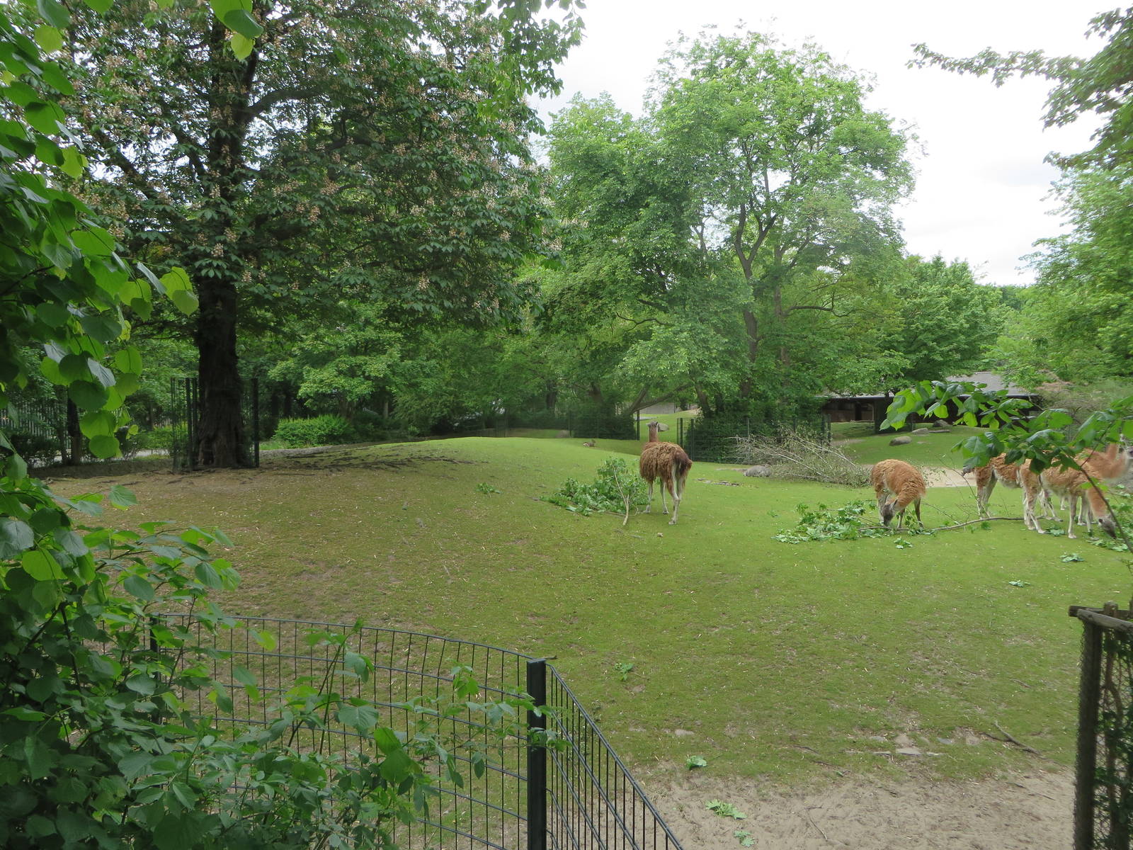 South American pampa