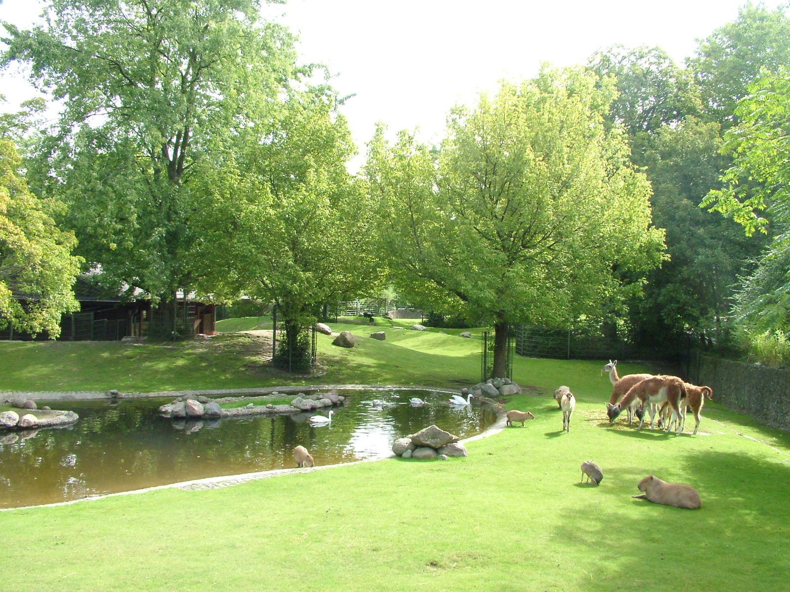 South American Pampas at Berlin Zoo, 31/08/11