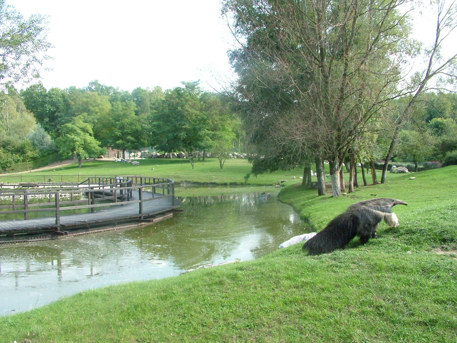 South American Pampas at the New Zoo, Poznan Sept 08