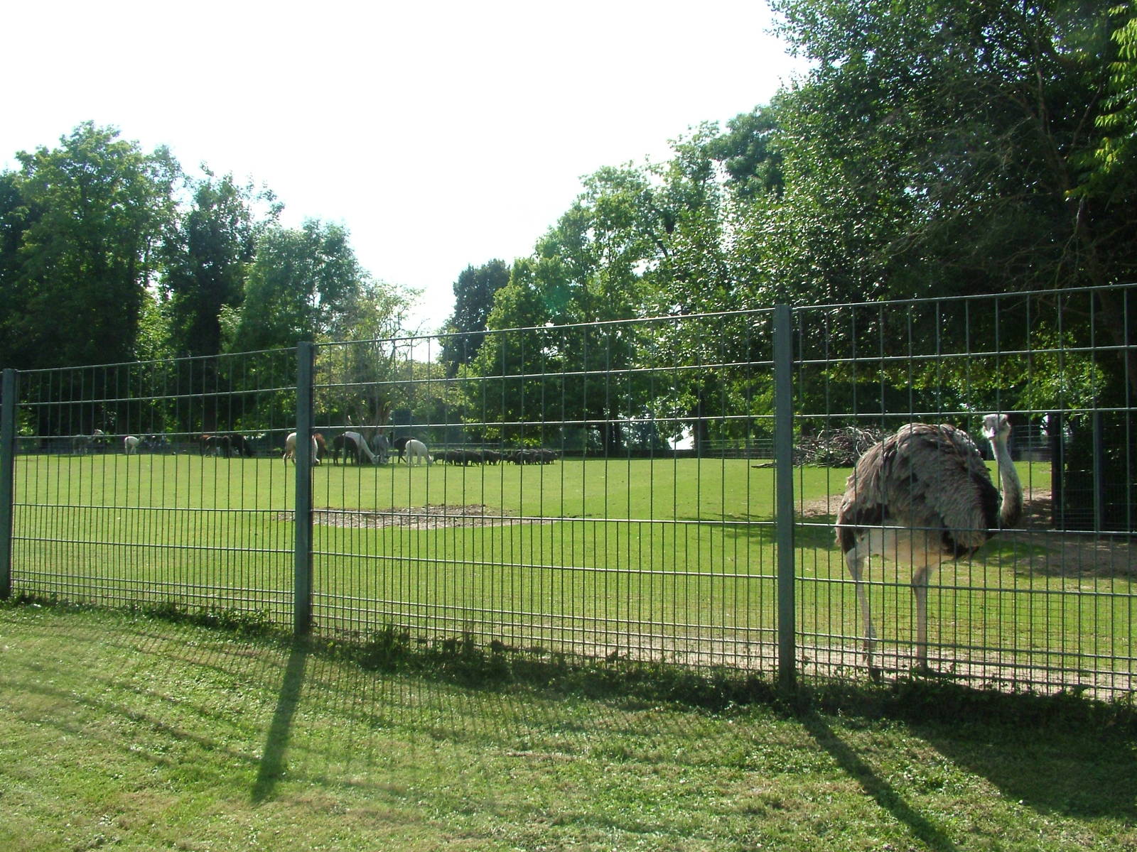 South American Pampas at Wilhelma, Stuttgart 02/09/10