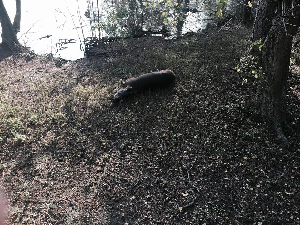 South American Pampas- Baird's Tapir