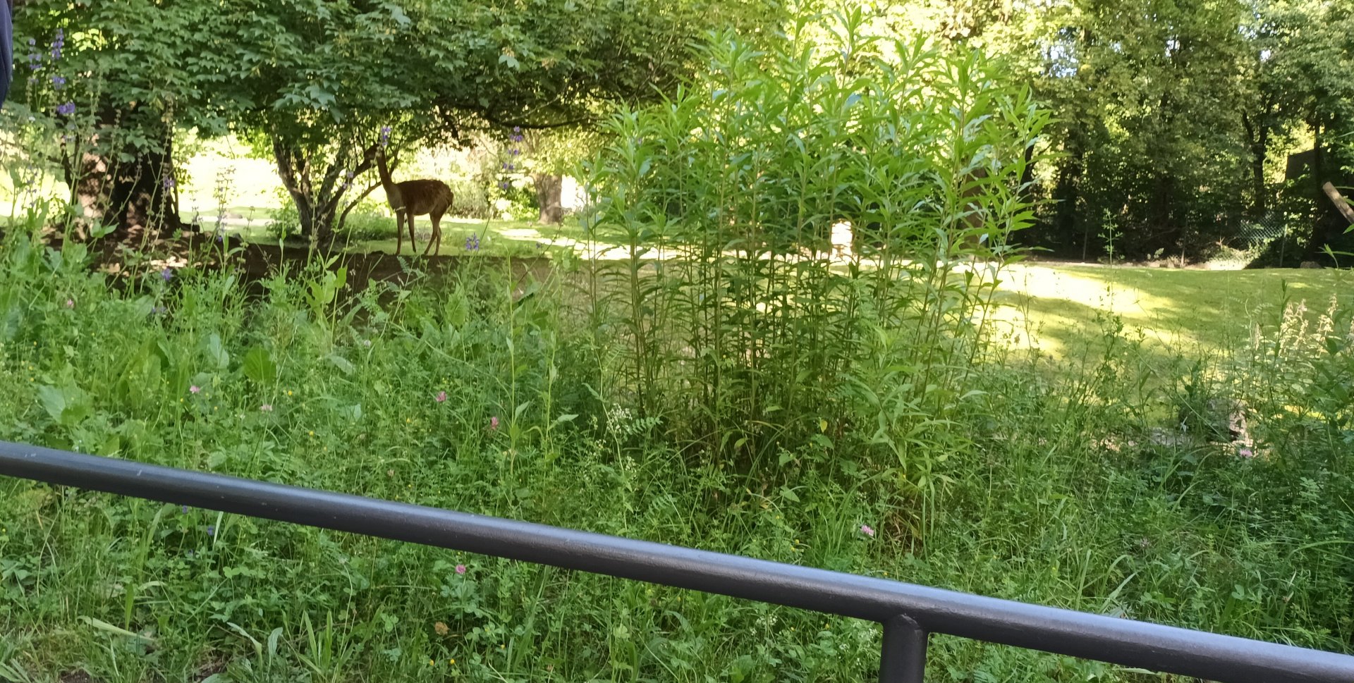 South American Pampas Enclosure