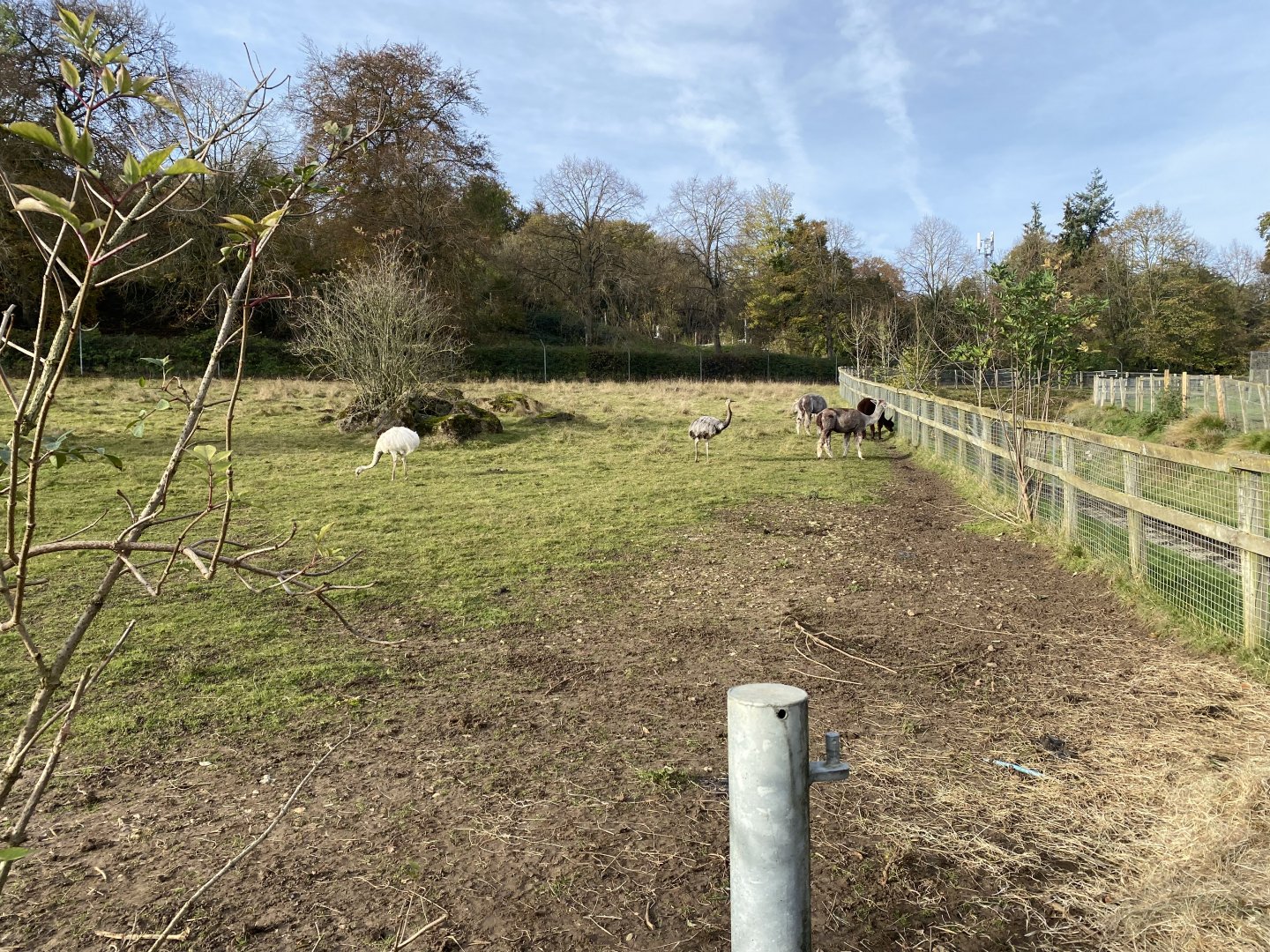 South American pampas exhibit 071121