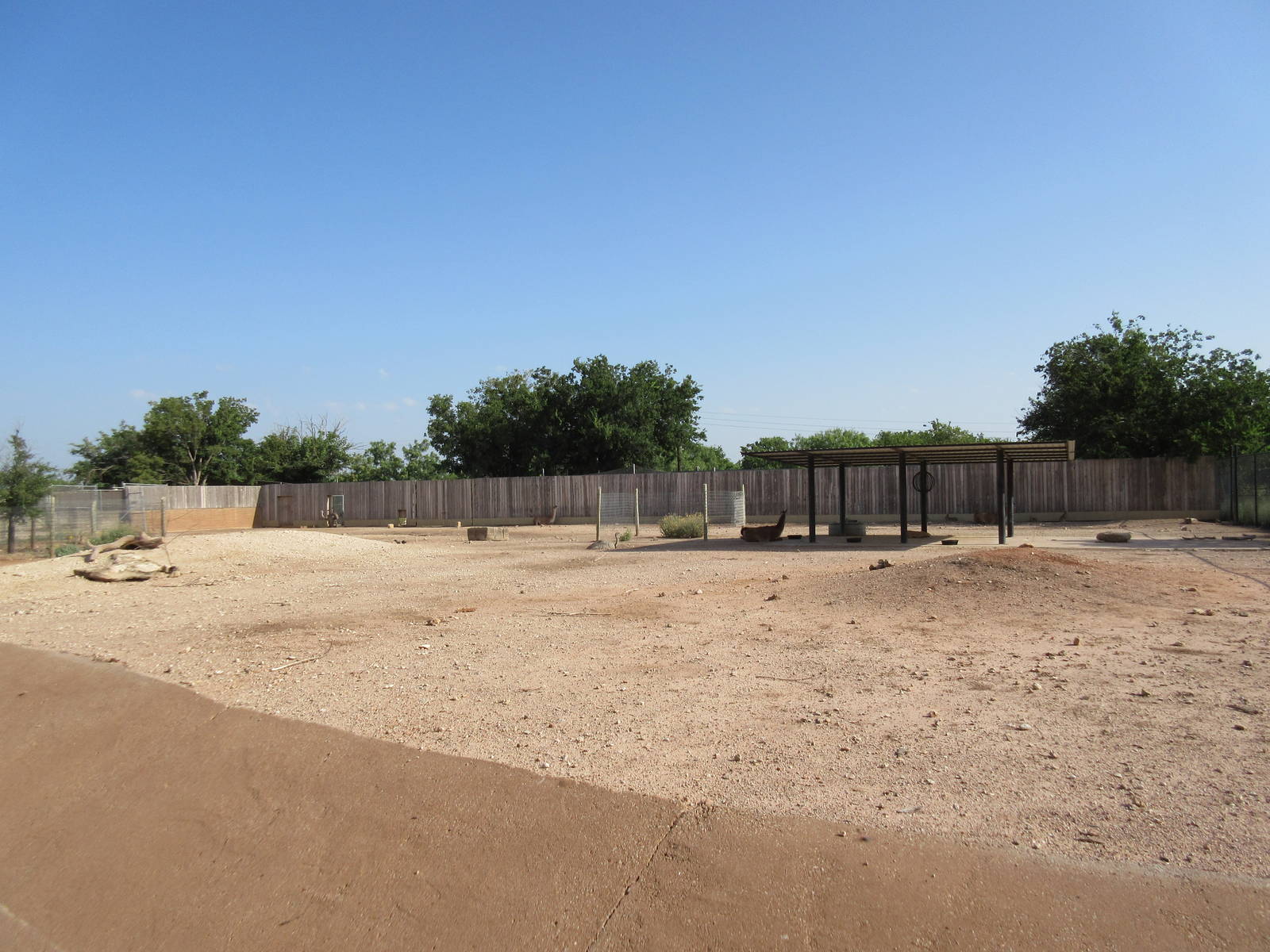 South American Pampas Exhibit - Guanaco/Rhea/Mara