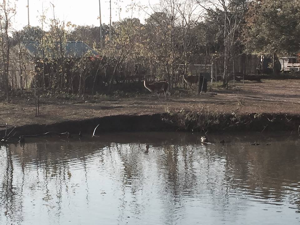South American Pampas- Guanaco/Rhea/Capybara/Baird's Tapir