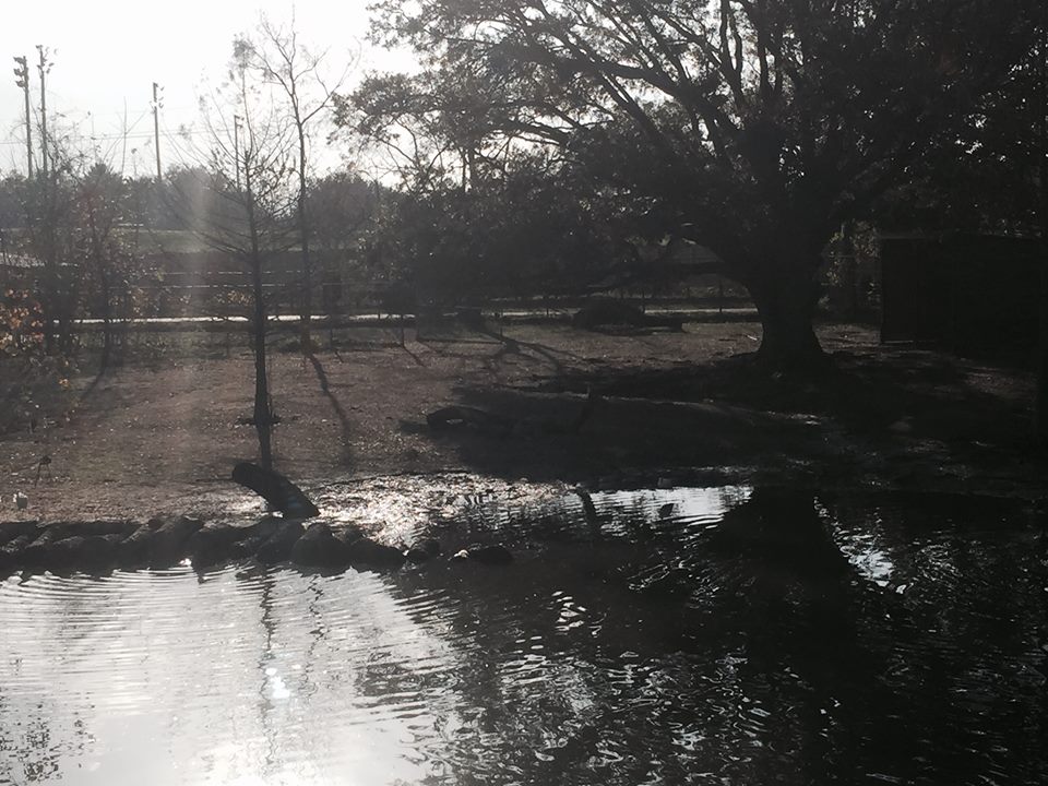 South American Pampas- Guanaco/Rhea/Capybara/Baird's Tapir