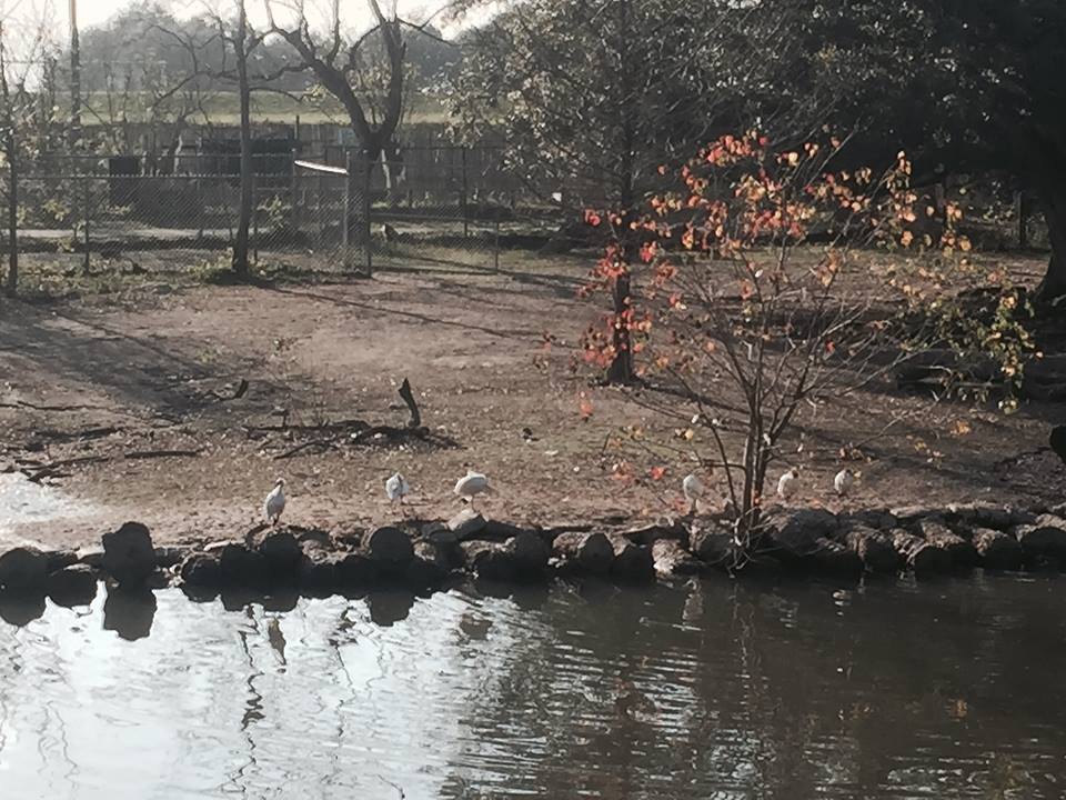 South American Pampas- Guanaco/Rhea/Capybara/Baird's Tapir