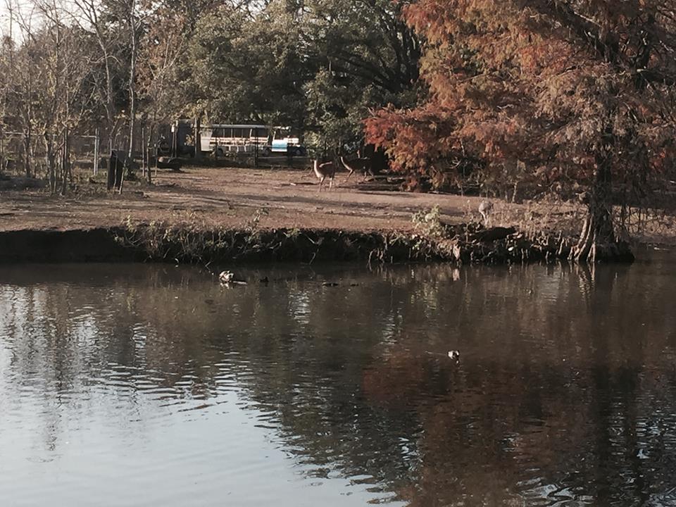 South American Pampas- Guanaco/Rhea/Capybara/Baird's Tapir